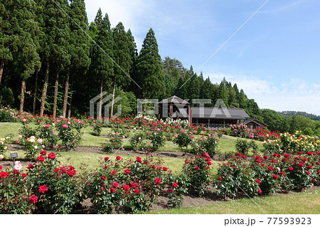 バラ　薔薇　ばら　東沢バラ公園 77593923