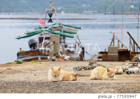港の猫(似島) 77593947
