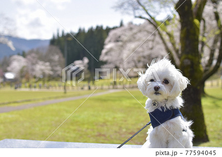 岐阜県本巣市 根尾谷薄墨公園 マルチーズ 岐阜県本巣市 根尾谷薄墨公園 マルチーズ 77594045