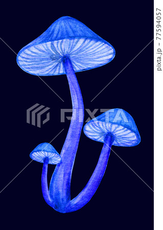 Magic glowing mushroom bunch isolated on dark background. Neon blue toadstool Magic glowing mushroom bunch isolated on dark background. Neon blue toadstool 77594057