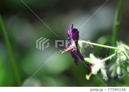 クロバナフウロ 横向き クロバナフウロ 横向き 77594138