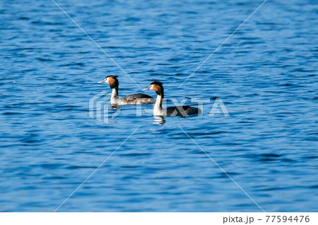 野鳥 カンムリカイツブリ 野鳥 カンムリカイツブリ 77594476