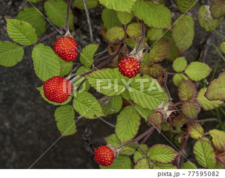 クサイチゴの赤い実 77595082