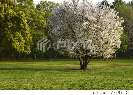 早朝の桜 早朝の桜 77595436