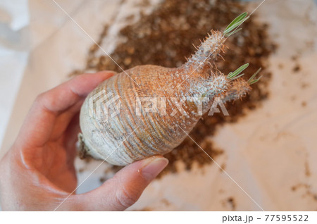 未発根グラキリスの発根管理 77595522