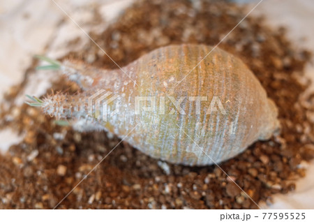 未発根のグラキリス 77595525