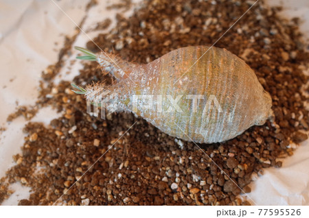 未発根のグラキリス 77595526