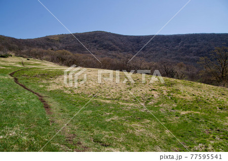 春の吾妻山 草原の登山道と小弥山と山頂 青空 春の吾妻山 草原の登山道と小弥山と山頂 青空 77595541