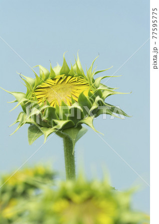 大輪のヒマワリの花のつぼみ 大輪のヒマワリの花のつぼみ 77595775