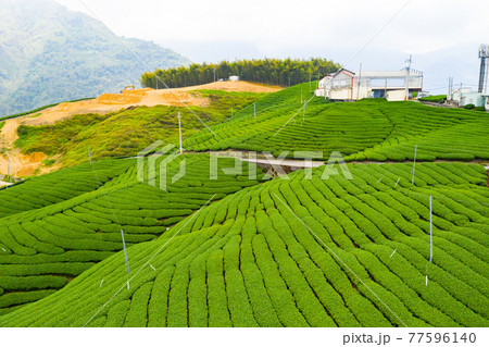 台湾 茶畑 紅茶農園 77596140