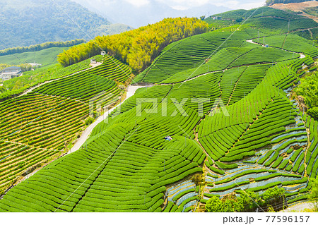台湾 茶畑 紅茶農園 77596157