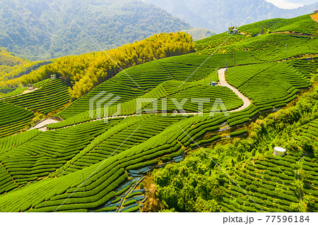 台湾 茶畑 紅茶農園 77596184
