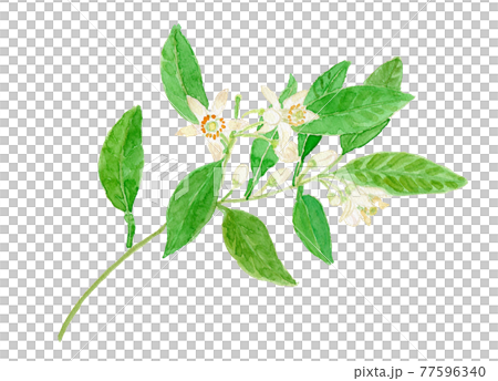 Citrus natsudaidai 夏みかんの花　 77596340