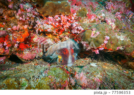 珊瑚礁の巣穴に潜むタコ(ワモンダコ) (ボン島、シミラン諸島、タイ王国) 77596353
