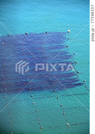 豊かなる鳴門海峡の特産海産物漁場 77596357