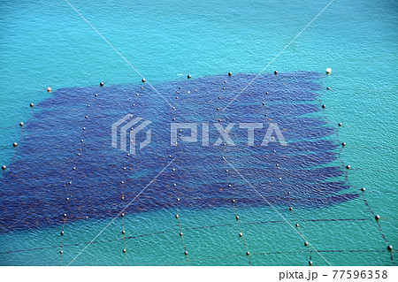 豊かなる鳴門海峡の特産海産物漁場 77596358