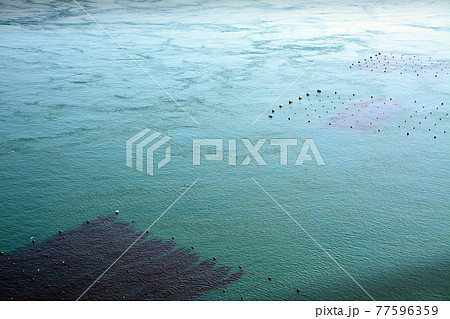 豊かなる鳴門海峡の特産海産物漁場 豊かなる鳴門海峡の特産海産物漁場 77596359