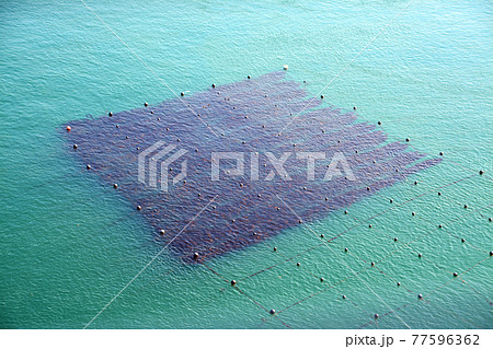 豊かなる鳴門海峡の特産海産物漁場 豊かなる鳴門海峡の特産海産物漁場 77596362