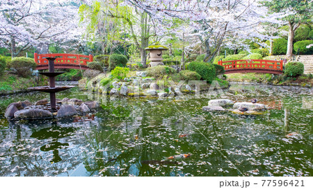 打吹公園の桜(倉吉市) 打吹公園の桜(倉吉市) 77596421