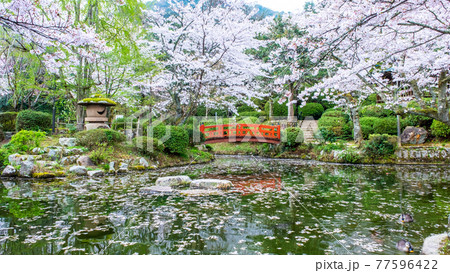 打吹公園の桜（倉吉市） 77596422