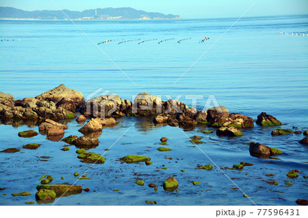 豊かなる鳴門海峡の特産海産物漁場 豊かなる鳴門海峡の特産海産物漁場 77596431
