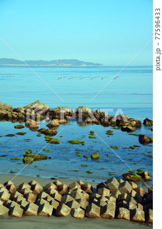 豊かなる鳴門海峡の特産海産物漁場 77596433