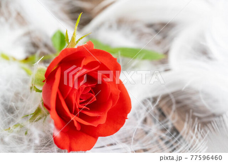 赤い薔薇 羽毛 赤い薔薇 羽毛 77596460