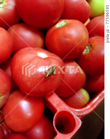 Cockroach insect or bug sit on heap of fresh tomatoes. 77596595