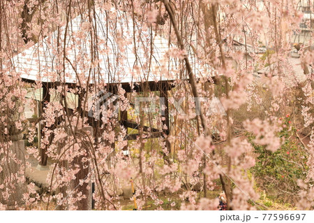 青梅市 梅岩寺のしだれ桜 77596697