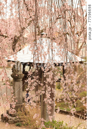 青梅市 梅岩寺のしだれ桜 77596698