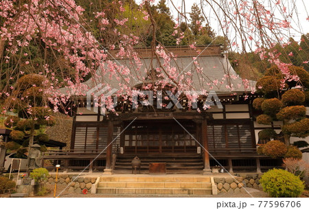 青梅市 梅岩寺のしだれ桜 77596706
