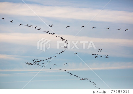 Flock of cranes flying Flock of cranes flying 77597012
