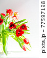 Beautiful spring tulips flowers 77597198