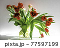 Beautiful spring tulips flowers 77597199