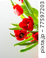Beautiful spring tulips flowers 77597203