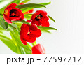 Beautiful spring tulips flowers 77597212