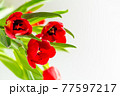 Beautiful spring tulips flowers 77597217