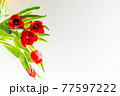 Beautiful spring tulips flowers 77597222