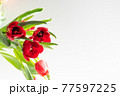 Beautiful spring tulips flowers 77597225