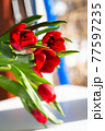 Beautiful spring tulips flowers 77597235
