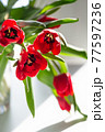 Beautiful spring tulips flowers 77597236