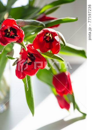 Beautiful spring tulips flowers Beautiful spring tulips flowers 77597236