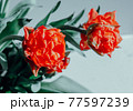 Beautiful red spring tulips flowers with green leaf 77597239