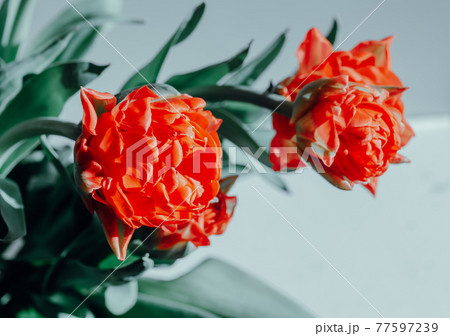 Beautiful red spring tulips flowers with green leaf 77597239