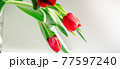 Beautiful red spring tulips flowers in grey background 77597240