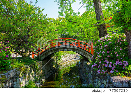 京都　下鴨神社の輪橋とツツジ 77597250