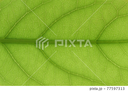 樹木・コバンモチ（小判黐）の葉と葉脈 77597313