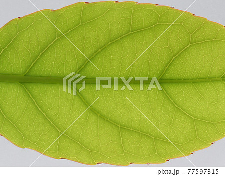 樹木・コバンモチ（小判黐）の葉と葉脈 77597315