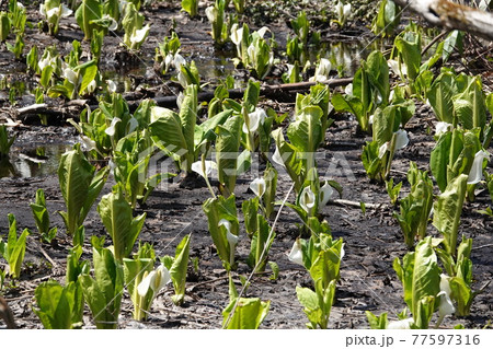 ミズバショウの群生 77597316