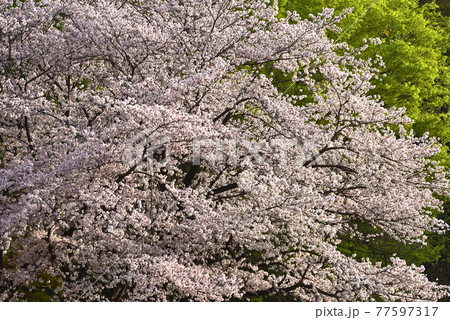 早朝の桜 77597317